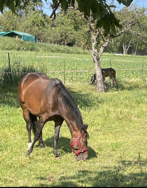 Quarter Horse Stute mit Fohlen