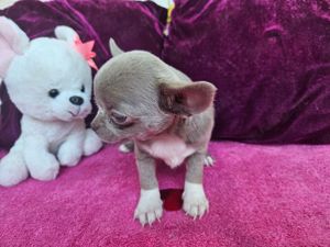 Wunderschönes Chihuahua Baby in solid lilac tan mit Pap.