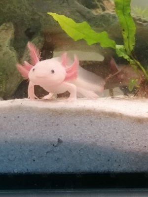 Baby Axolotl 