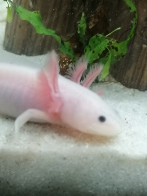 Axolotl Jungtiere 