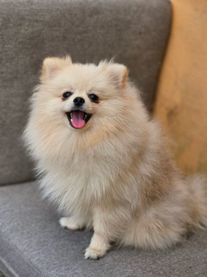 reinrassige pomeranian spitz 