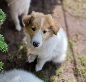 Amerikanische Collie Welpen 