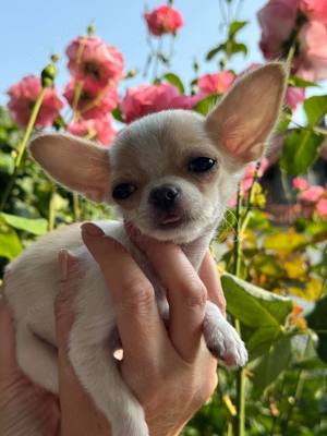 Chihuahua mini Welpen