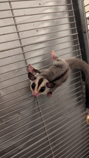 Sugar Glider M+W