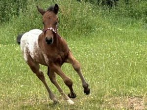 Quarter Pony Hengst Fohlen 