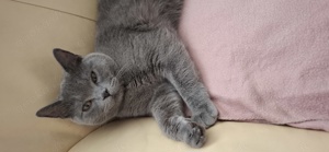 Deckkater mit Stammbaum  Bild 4