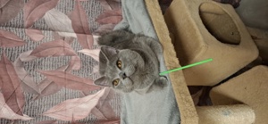 Deckkater mit Stammbaum  Bild 3