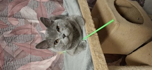 Deckkater mit Stammbaum  Bild 2