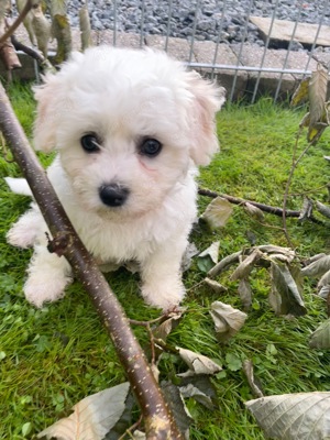 Süße Bichon Frisé Welpen