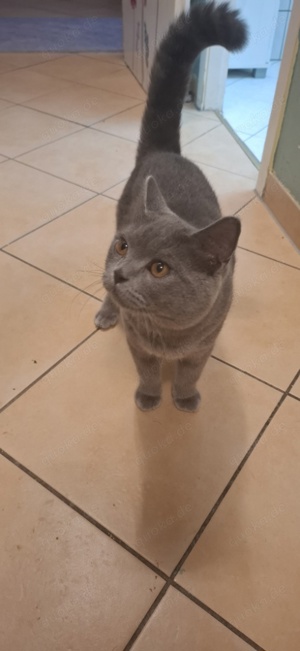 Deckkater mit Stammbaum  Bild 6