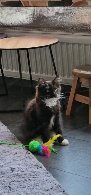 Verschmuster ReinrassigerXXL  Maine Coon Kitten 