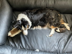 Welpen - Mix aus Border Collie und Australian Shephard