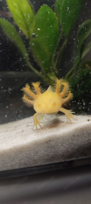 Goldene Axolotl Jungtiere suchen neues Zuhause (zu verschenken)