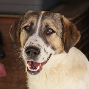  Canis, geb. ca. 12 2022, lebt in GRIECHENLAND, auf einer privaten Pflegestelle