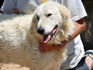 Polo sucht sein Zuhause (noch auf Sardinien)