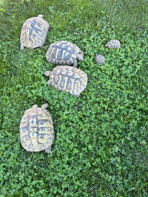 Zuchtpaar griech Landschildkröten 10 Jahre alt