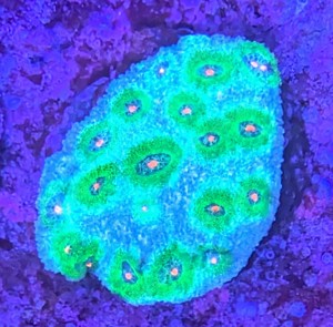 Korallen Ableger SPS LPS Zoanthus Scheibenanemonen Bild 4