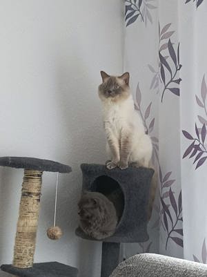 Deckkater in Blue Point (Kein Verkauf) Bild 4