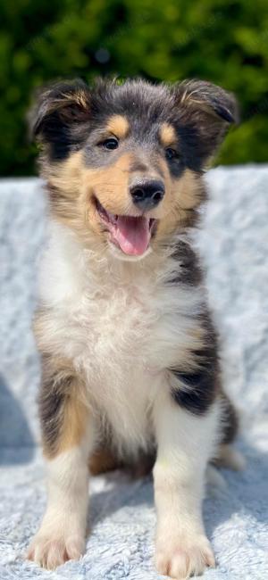 Australien Shepherd- Collie Kreuzung Welpen aus Assistenzhunden  Therapie Begleithunde Abstammung