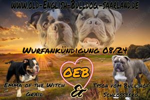 Wurfankündigung OEB Old english Bulldog Welpen mit Stammbaum 
