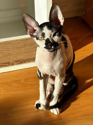 canadian Sphynx deckkater 