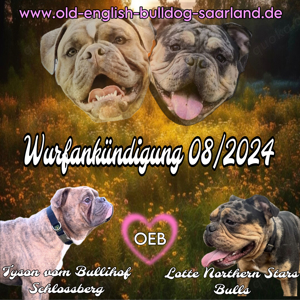 Wurfankündigung Old english Bulldog Welpen OEB mit Stammbaum