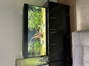 Aquarium Juwel Rio 240l schwarz 