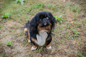 *TONINO* - Der kleine Hundemann zeigt sich lieb und zugänglich