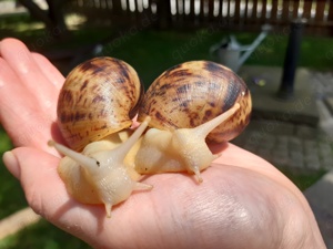 Achatschnecken Lissachatina reticulata Albino 