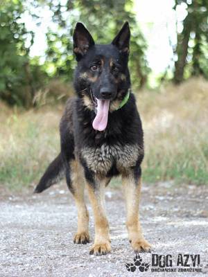 Hübscher Schäferhund Mischling Valentino 