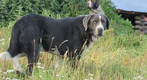 Ideale Familienhunde  Begleithunde! Mini Neufundländer 