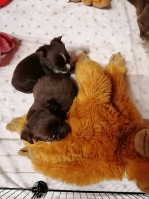 Zwei kleine Mini Chihuahua Welpen