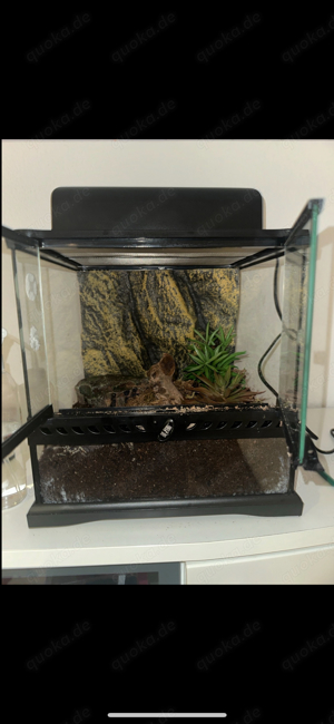 terrarium mit inhalt