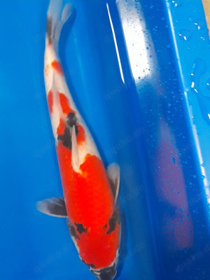 SHOWA 38 cm von Maruhiro Koi Farm Vielversprechender Nisai - intensive Färbung - großwüchsig -