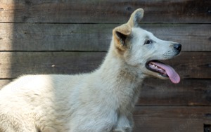 Collie Malinois Rüde 16 Wochen alt 