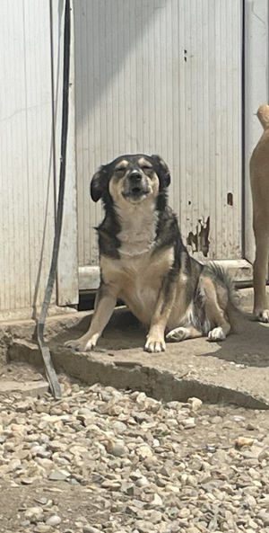 Dalia ca. 35 cm   die Aufmerksame