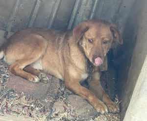 Henry P ca. 48 cm   braucht nur etwas Zeit