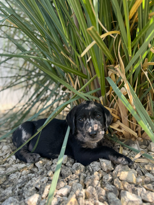 Labrador Welpen 15 Wochen alt