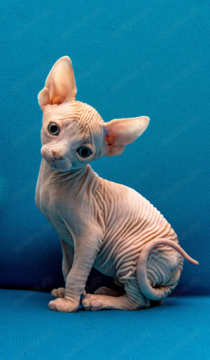 Canadian Sphynx Kitten