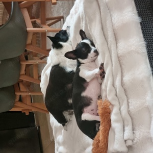 Chihuahua- Rüde Rudi sucht sein neues Zuhause 