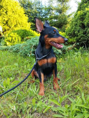 Zwergpinscher