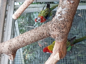 Schnäppchen: 7 Rosellas