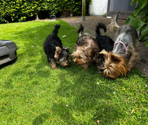 Mini Yorkshire Terrier Welpen 