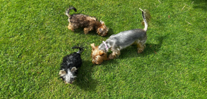 Mini Yorkshire Terrier Welpen 