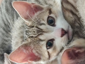 Katzenbabys, Tabby-Kitten Alarm