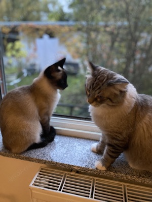 Ragdoll Kater & Siam Katze 