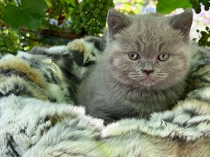 Britisch Kurzhaar Kitten mit Stammbaum, geimpft,gechipt, bei Abgabe kastriert