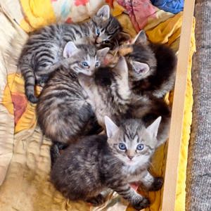 5 süße EKH Mix Kitten, Katzenbabys,  Abgabe ab September