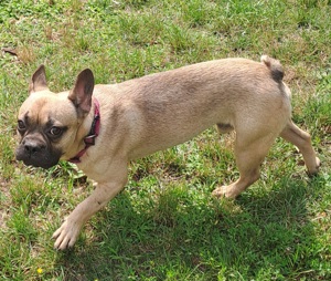 Wunderschöner FRANZÖSISCHE BULLDOGGE 