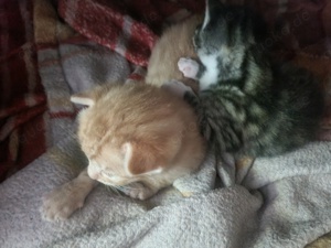 katzen babys 